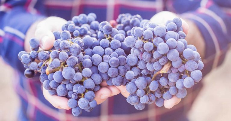 Man holding grapes