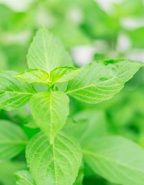 Foods for Osteoarthritis Foods for Osteoarthritis