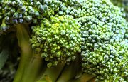 Broccoli for Osteoarthritis Treatment